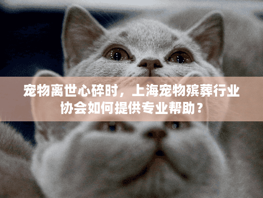 宠物离世心碎时，上海宠物殡葬行业协会如何提供专业帮助？