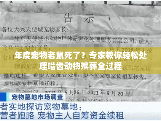 年度宠物老鼠死了？专家教你轻松处理啮齿动物殡葬全过程