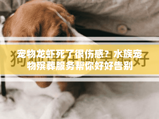 宠物龙虾死了很伤感？水族宠物殡葬服务帮你好好告别