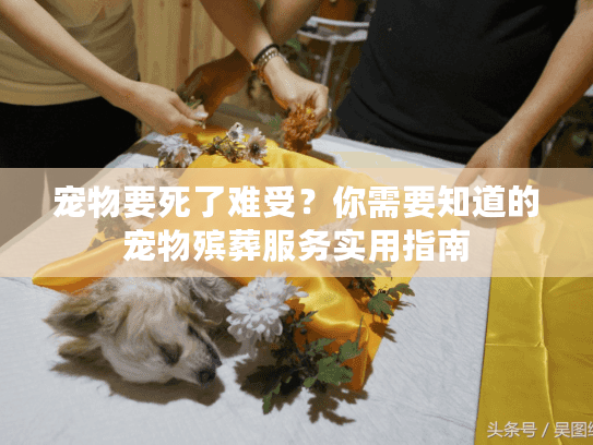 宠物要死了难受？你需要知道的宠物殡葬服务实用指南