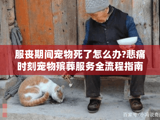 服丧期间宠物死了怎么办?悲痛时刻宠物殡葬服务全流程指南
