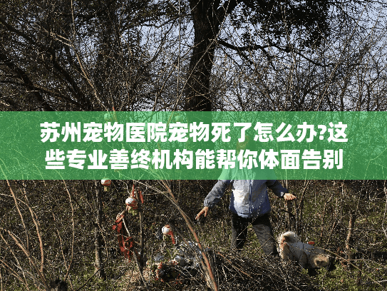 苏州宠物医院宠物死了怎么办?这些专业善终机构能帮你体面告别
