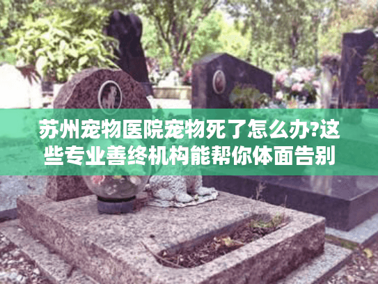 苏州宠物医院宠物死了怎么办?这些专业善终机构能帮你体面告别