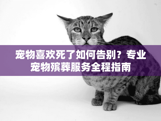宠物喜欢死了如何告别？专业宠物殡葬服务全程指南