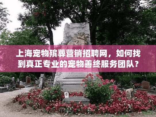 上海宠物殡葬营销招聘网，如何找到真正专业的宠物善终服务团队？