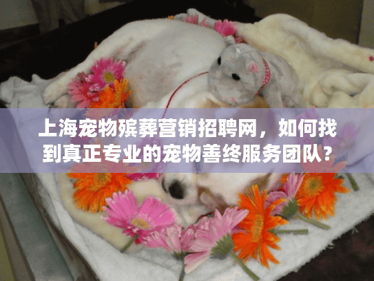 上海宠物殡葬营销招聘网，如何找到真正专业的宠物善终服务团队？