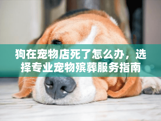 狗在宠物店死了怎么办，选择专业宠物殡葬服务指南