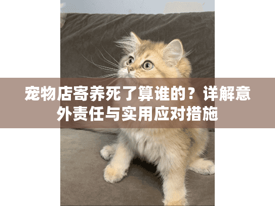 宠物店寄养死了算谁的？详解意外责任与实用应对措施