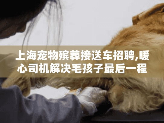 上海宠物殡葬接送车招聘,暖心司机解决毛孩子最后一程护送难题