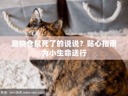 宠物仓鼠死了的说说？贴心指南为小生命送行