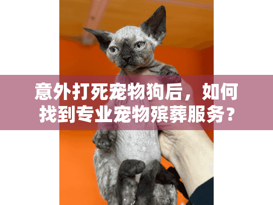 意外打死宠物狗后，如何找到专业宠物殡葬服务？