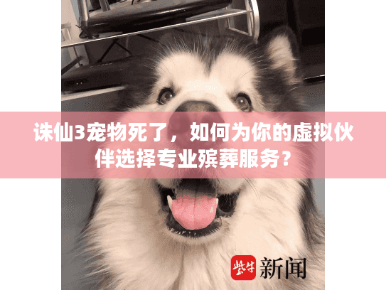 诛仙3宠物死了，如何为你的虚拟伙伴选择专业殡葬服务？