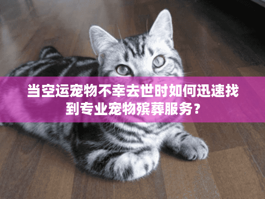 当空运宠物不幸去世时如何迅速找到专业宠物殡葬服务？
