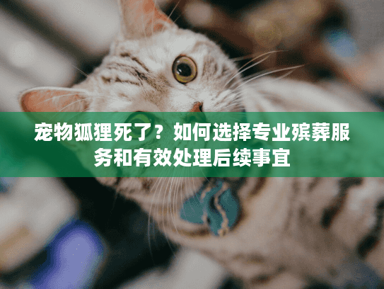 宠物狐狸死了？如何选择专业殡葬服务和有效处理后续事宜