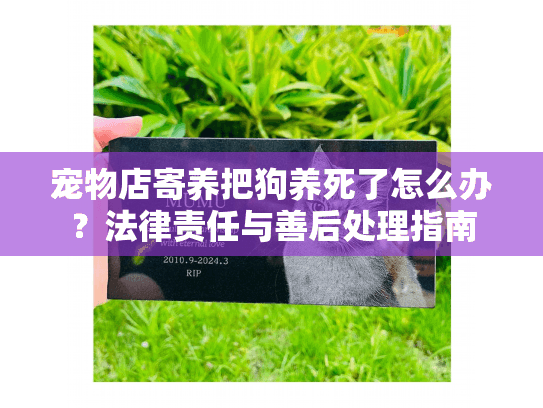 宠物店寄养把狗养死了怎么办？法律责任与善后处理指南