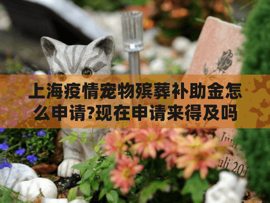 上海疫情宠物殡葬补助金怎么申请?现在申请来得及吗?
