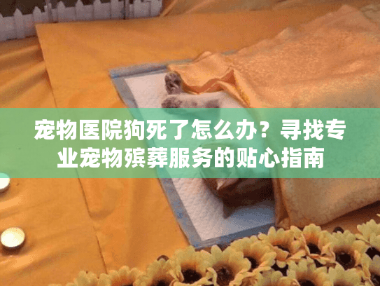 宠物医院狗死了怎么办？寻找专业宠物殡葬服务的贴心指南