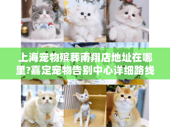 上海宠物殡葬南翔店地址在哪里?嘉定宠物告别中心详细路线指南