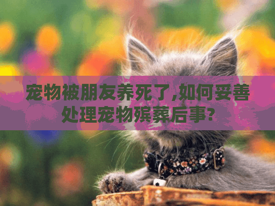 宠物被朋友养死了,如何妥善处理宠物殡葬后事?