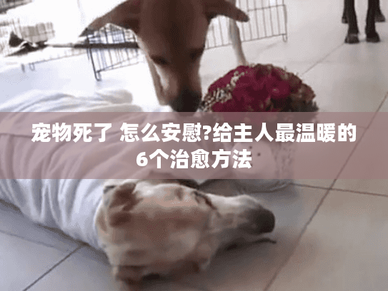 宠物死了 怎么安慰?给主人最温暖的6个治愈方法 宠物死了 怎么安慰?给主人最温暖的6个治愈方法