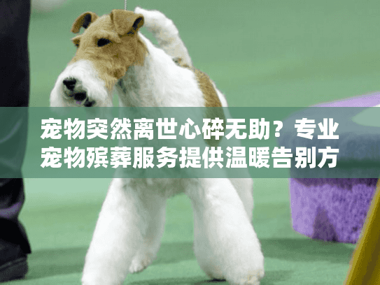 宠物突然离世心碎无助？专业宠物殡葬服务提供温暖告别方案