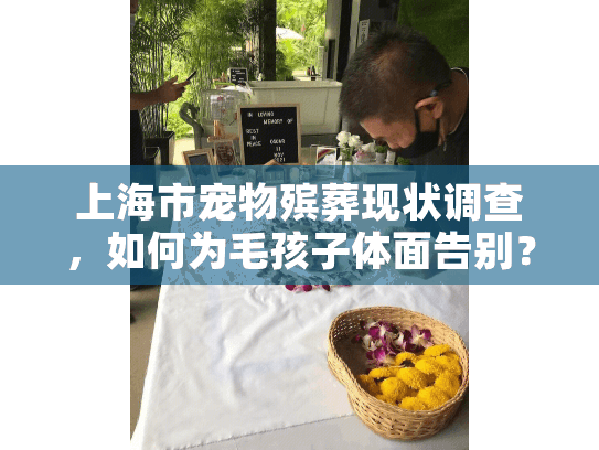 上海市宠物殡葬现状调查，如何为毛孩子体面告别？