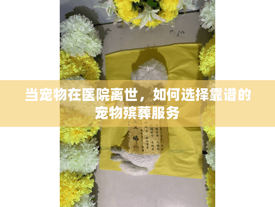 当宠物在医院离世，如何选择靠谱的宠物殡葬服务