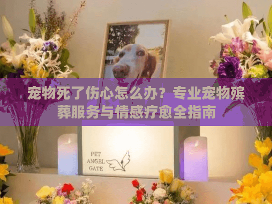 宠物死了伤心怎么办？专业宠物殡葬服务与情感疗愈全指南