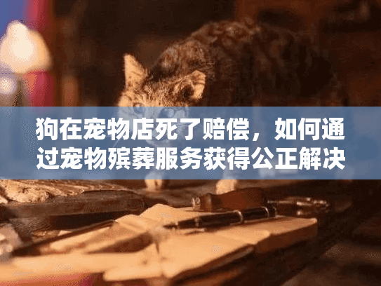 狗在宠物店死了赔偿，如何通过宠物殡葬服务获得公正解决
