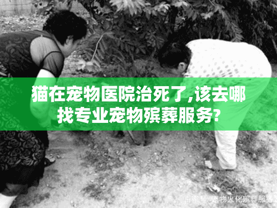 猫在宠物医院治死了,该去哪找专业宠物殡葬服务?