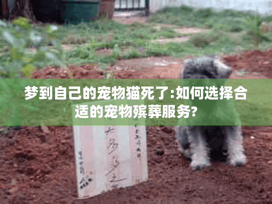 梦到自己的宠物猫死了:如何选择合适的宠物殡葬服务?