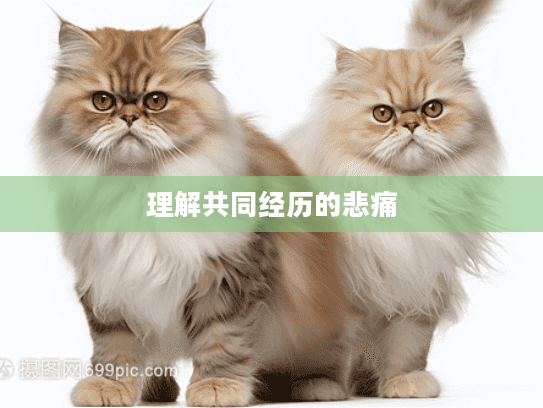 理解共同经历的悲痛