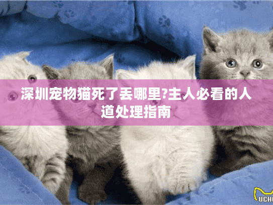 深圳宠物猫死了丢哪里?主人必看的人道处理指南