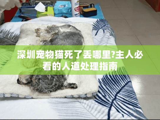 深圳宠物猫死了丢哪里?主人必看的人道处理指南