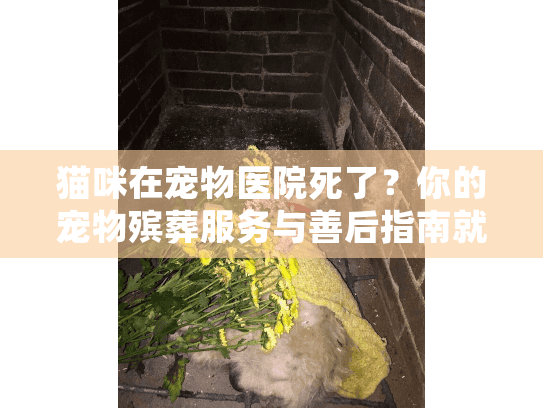 猫咪在宠物医院死了？你的宠物殡葬服务与善后指南就在这里
