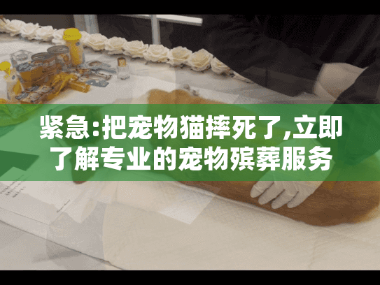 紧急:把宠物猫摔死了,立即了解专业的宠物殡葬服务选择