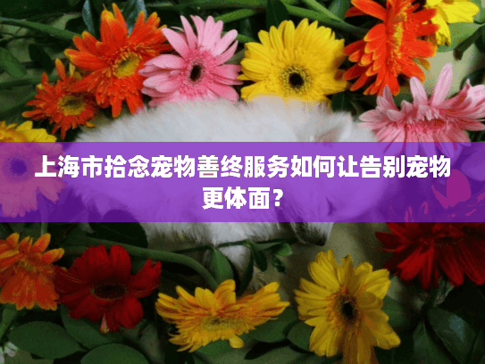 上海市拾念宠物善终服务如何让告别宠物更体面？