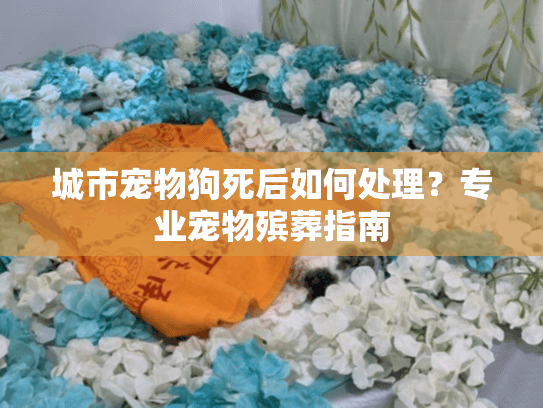 城市宠物狗死后如何处理？专业宠物殡葬指南