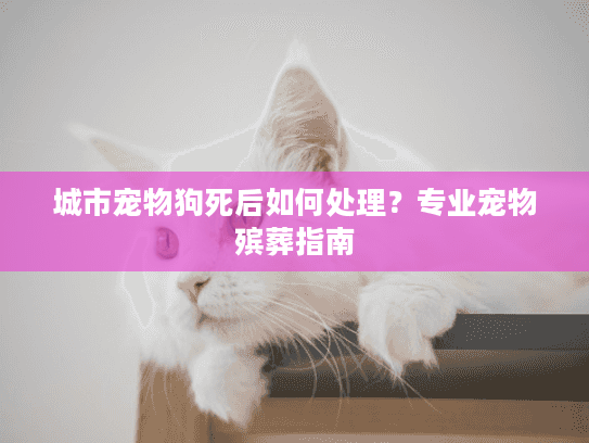 城市宠物狗死后如何处理？专业宠物殡葬指南