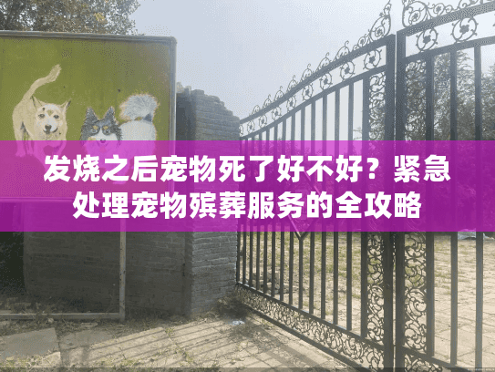 发烧之后宠物死了好不好？紧急处理宠物殡葬服务的全攻略