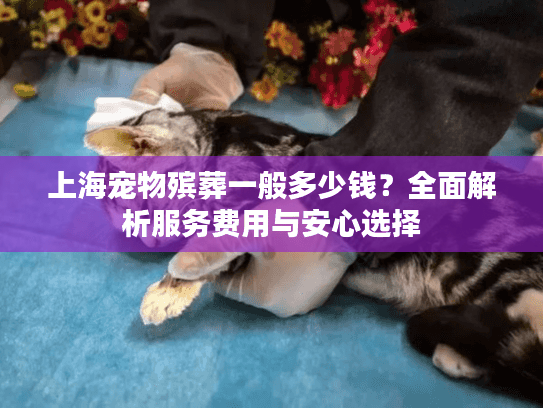 上海宠物殡葬一般多少钱？全面解析服务费用与安心选择