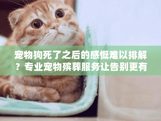 宠物狗死了之后的感慨难以排解？专业宠物殡葬服务让告别更有温度