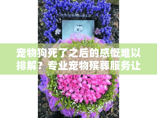 宠物狗死了之后的感慨难以排解？专业宠物殡葬服务让告别更有温度