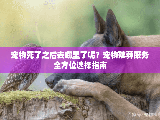 宠物死了之后去哪里了呢?宠物殡葬服务全方位选择指南 宠物死了之后去哪里了呢?宠物殡葬服务全方位选择指南
