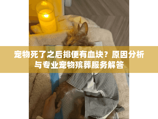 宠物死了之后排便有血块？原因分析与专业宠物殡葬服务解答