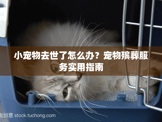 小宠物去世了怎么办？宠物殡葬服务实用指南