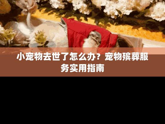 小宠物去世了怎么办？宠物殡葬服务实用指南
