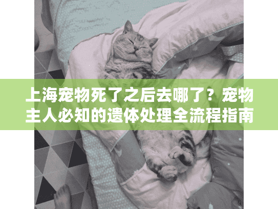 上海宠物死了之后去哪了？宠物主人必知的遗体处理全流程指南