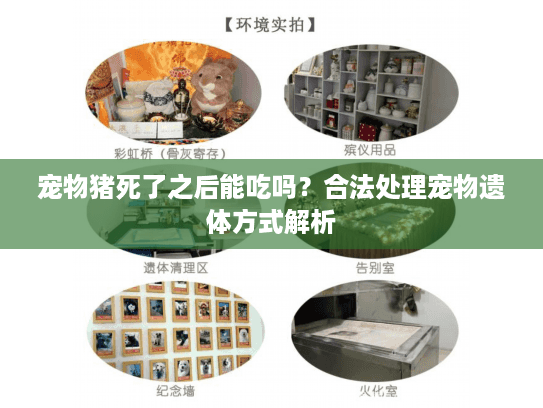 宠物猪死了之后能吃吗？合法处理宠物遗体方式解析