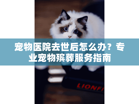 宠物医院去世后怎么办？专业宠物殡葬服务指南